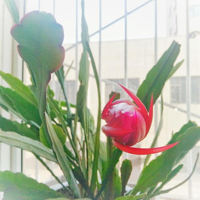 盆栽令箭荷花枯烂不开花？学会茎节繁殖技术，满盆花多叶绿