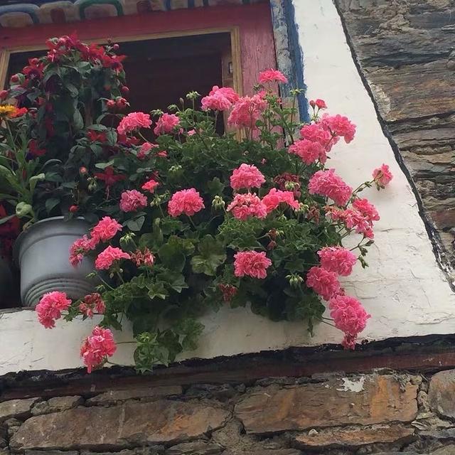 养花人都喜欢的“洋绣球”，养护简单、花量大，3个品种各有特点