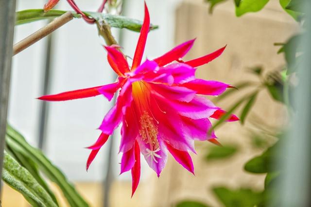 盆栽令箭荷花枯烂不开花？学会茎节繁殖技术，满盆花多叶绿