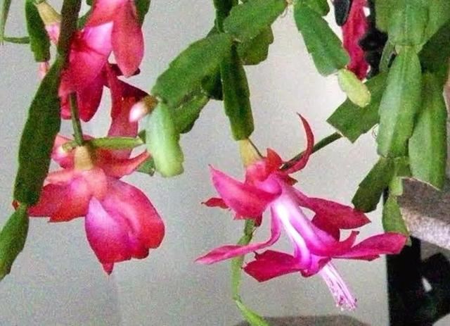导致仙人指花朵掉落的几大原因,不要不当一回事 导致仙人指花朵掉落的几大原因,不要不当一回事