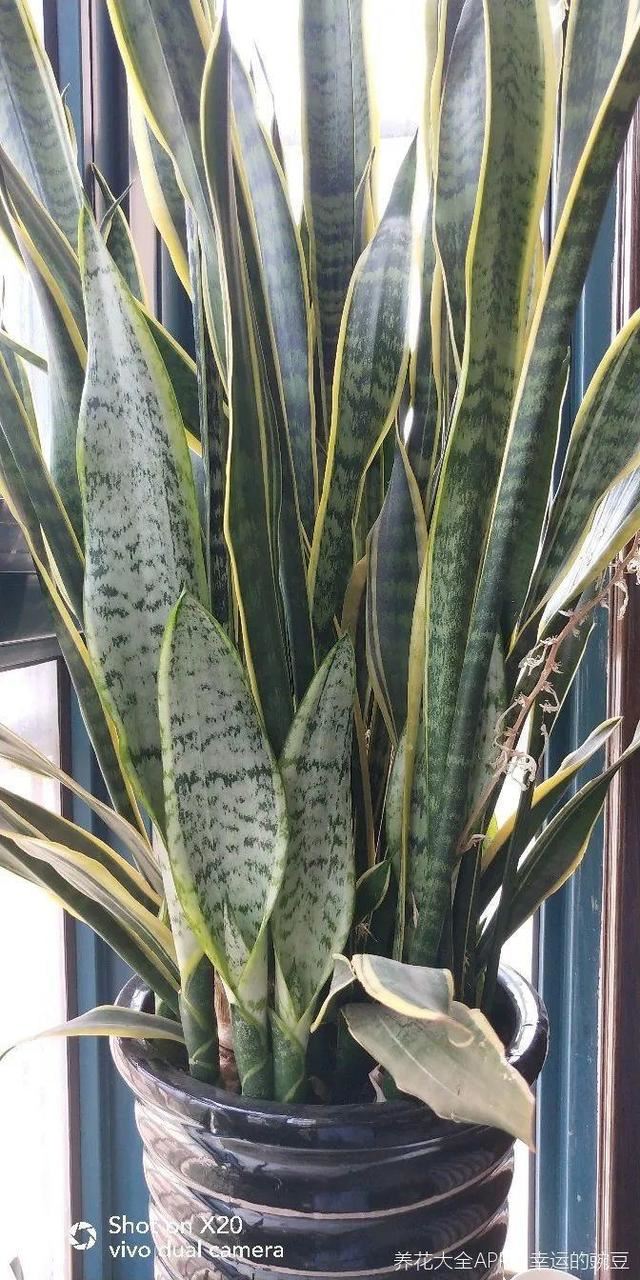 1个球切8块，丢土里就能冒芽，来年收获一大盆