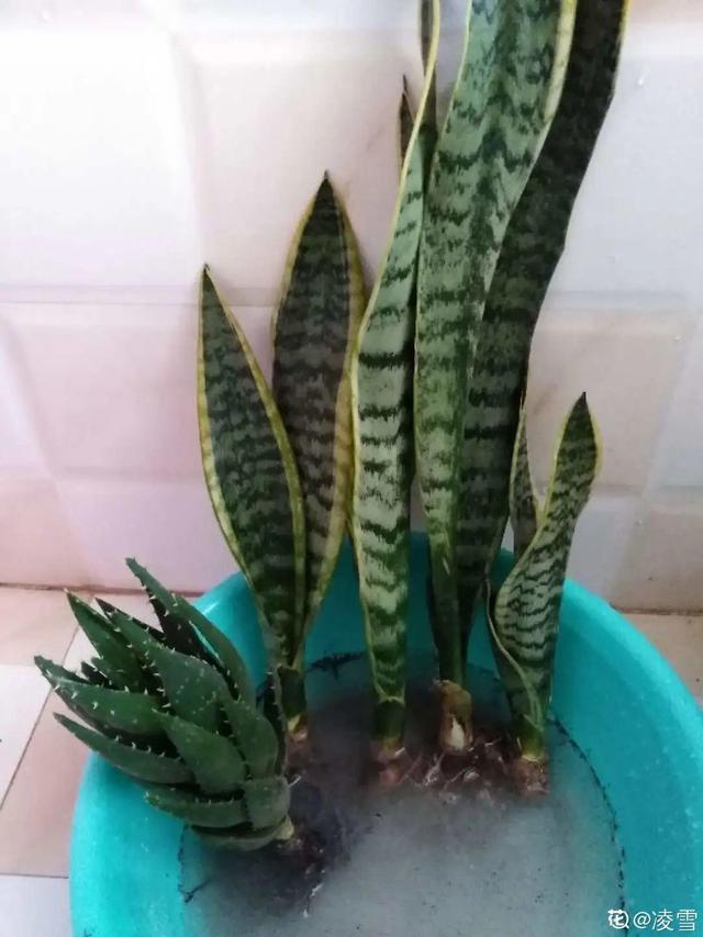 1个球切8块，丢土里就能冒芽，来年收获一大盆