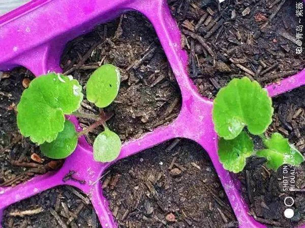 这花开完别剪,留个种最金贵,撒下能活一大片 这花开完别剪,留个种最金贵,撒下能活一大片