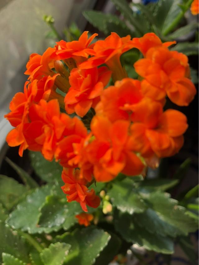 2种花，最适合懒人种，北阳台也能开爆盆