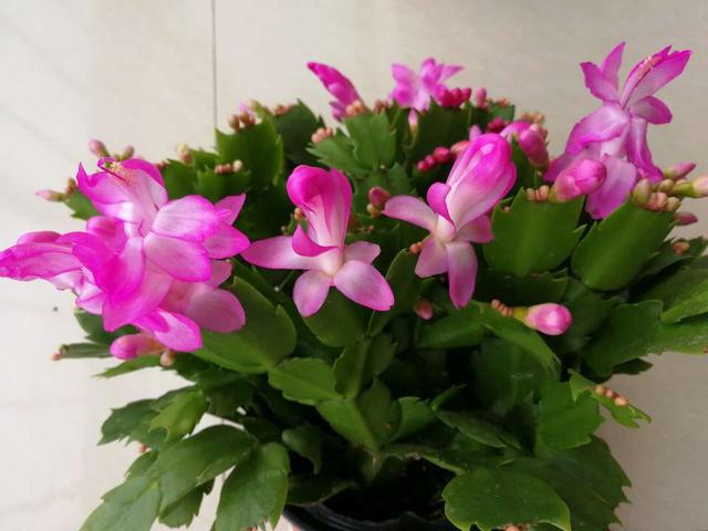 家里盆栽“花苞”不鲜艳？记得用上“2种”肥料，花又大又鲜艳