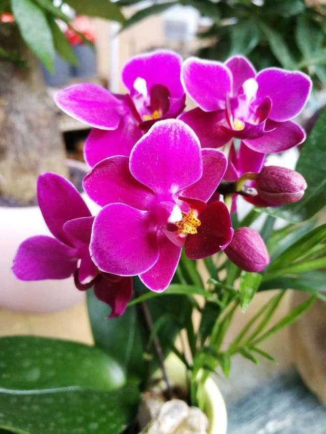 这花是耐阴花里的“小霸王”,好看好养,没光也能开爆盆 这花是耐阴花里的“小霸王”,好看好养,没光也能开爆盆