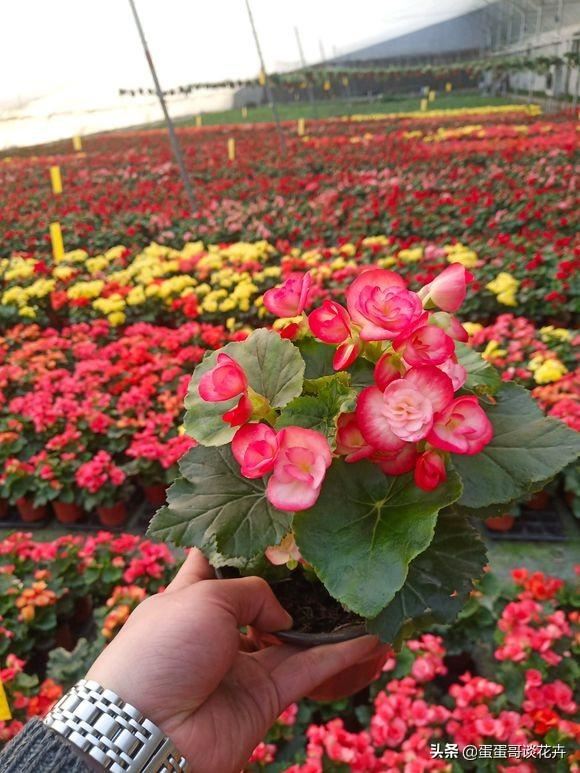 家里光线又暗又黑怎么办？4种耐阴花卉供你选，总有一款适合你家