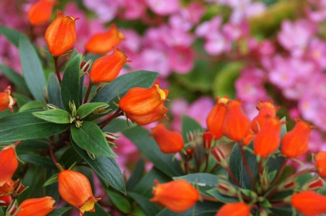 非常容易种植，花期长，花型像是张开嘴小鸟，特别可爱