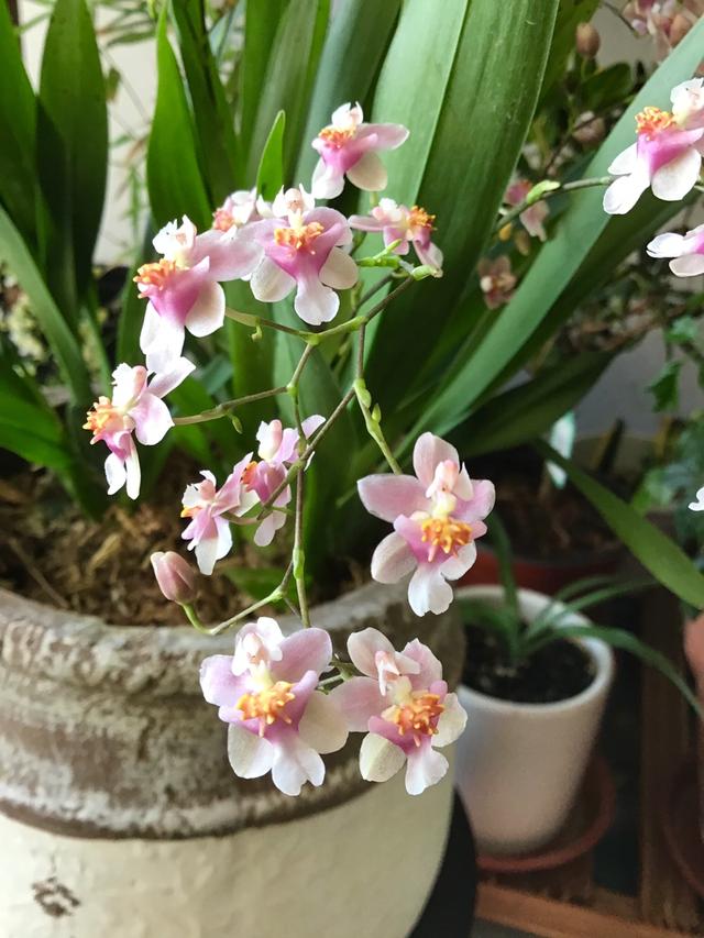 2种花，最适合懒人种，北阳台也能开爆盆