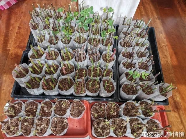 1个球切8块，丢土里就能冒芽，来年收获一大盆