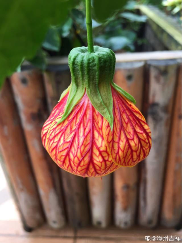 这花开花像小铃铛，一年能开5个月，真“超长待机”