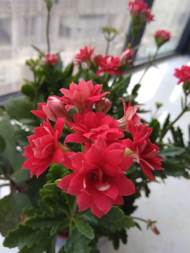 2种花，最适合懒人种，北阳台也能开爆盆