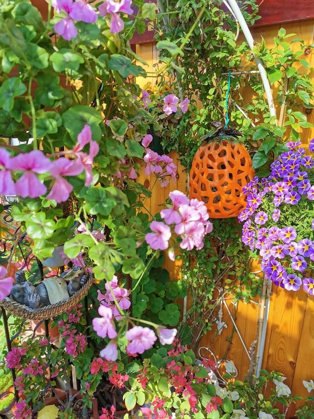 养花人都喜欢的“洋绣球”，养护简单、花量大，3个品种各有特点