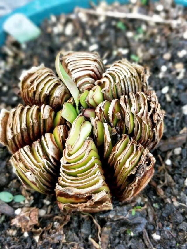 1个球切8块，丢土里就能冒芽，来年收获一大盆