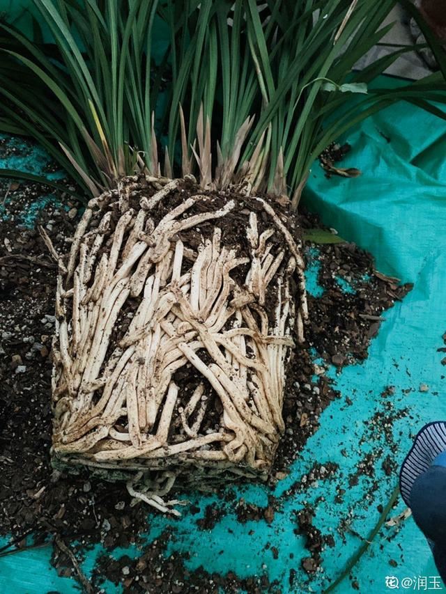 1个球切8块，丢土里就能冒芽，来年收获一大盆