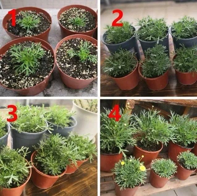 这花就要虐着养,一长高就剪,能开大半年 这花就要虐着养,一长高就剪,能开大半年