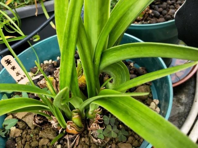 1个球切8块，丢土里就能冒芽，来年收获一大盆