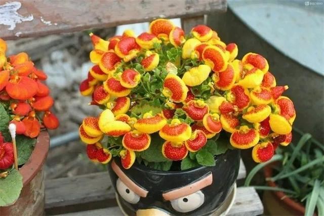 仙客来买回来没两天，叶子全都低下头，挖出来一看果然烂球了