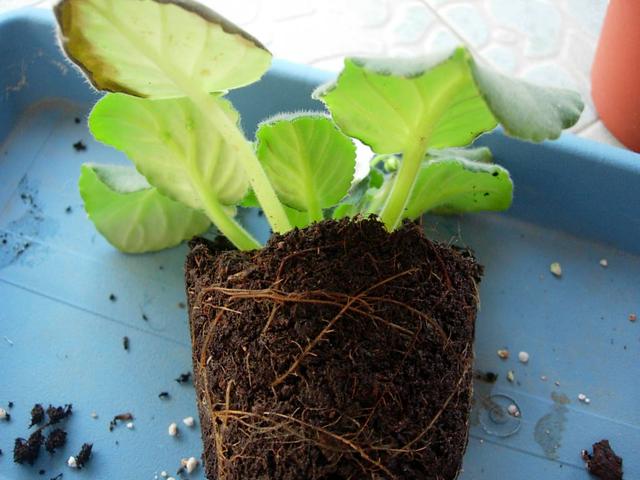 占地小、开花多，这花太好养了，还不用多晒太阳