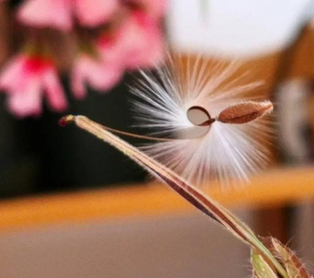 这花开完别剪,留个种最金贵,撒下能活一大片 这花开完别剪,留个种最金贵,撒下能活一大片