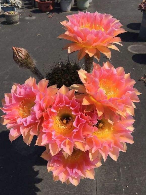 这花邻居养了三年都没开,放那没管竟开花,原来问题出在这 这花邻居养了三年都没开,放那没管竟开花,原来问题出在这