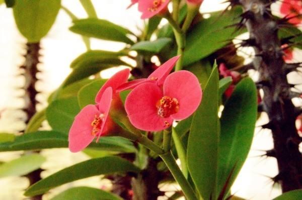 这些花喜欢沙土，花盆里放沙土，开花更多