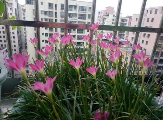 这花太能生了，一年挖出一麻袋，满院子都开花