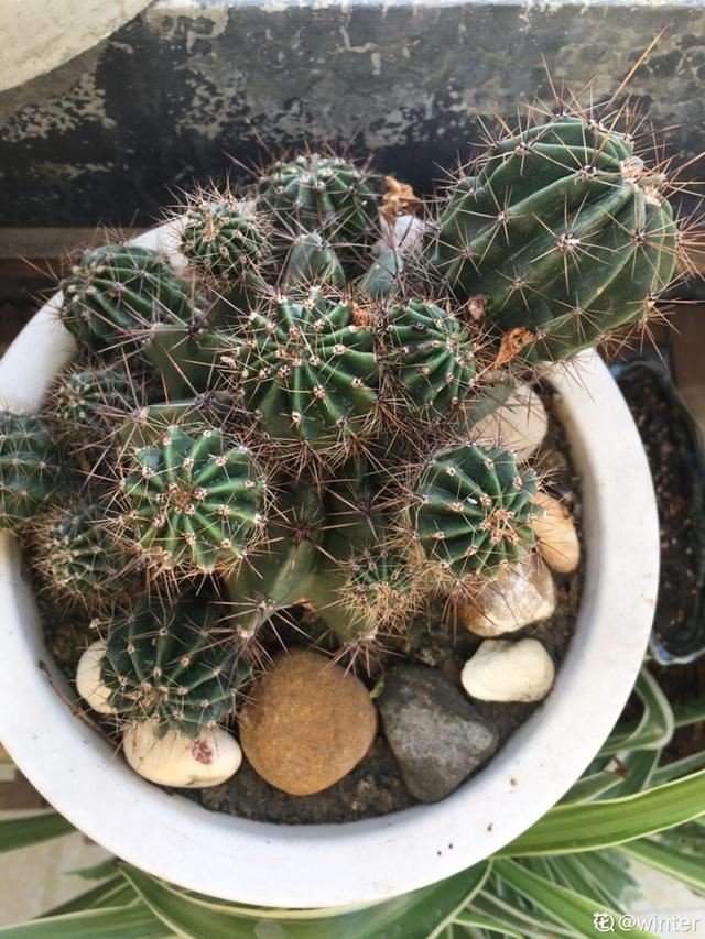 仙客来买回来没两天，叶子全都低下头，挖出来一看果然烂球了