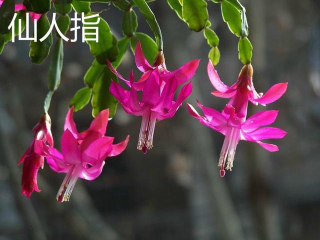 养了2年的花，一直没开，老花农一看就知道买错了