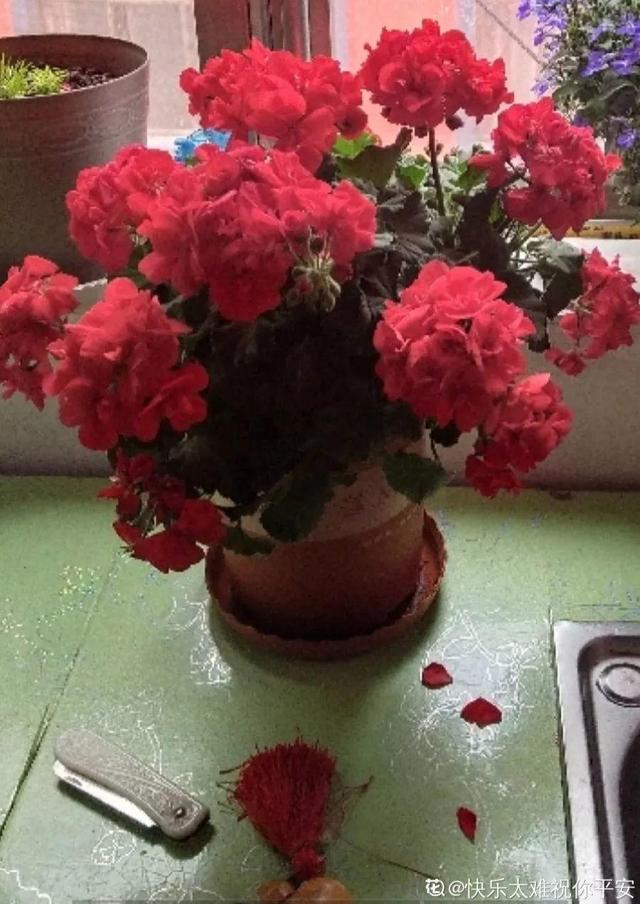 这花开完别剪,留个种最金贵,撒下能活一大片 这花开完别剪,留个种最金贵,撒下能活一大片