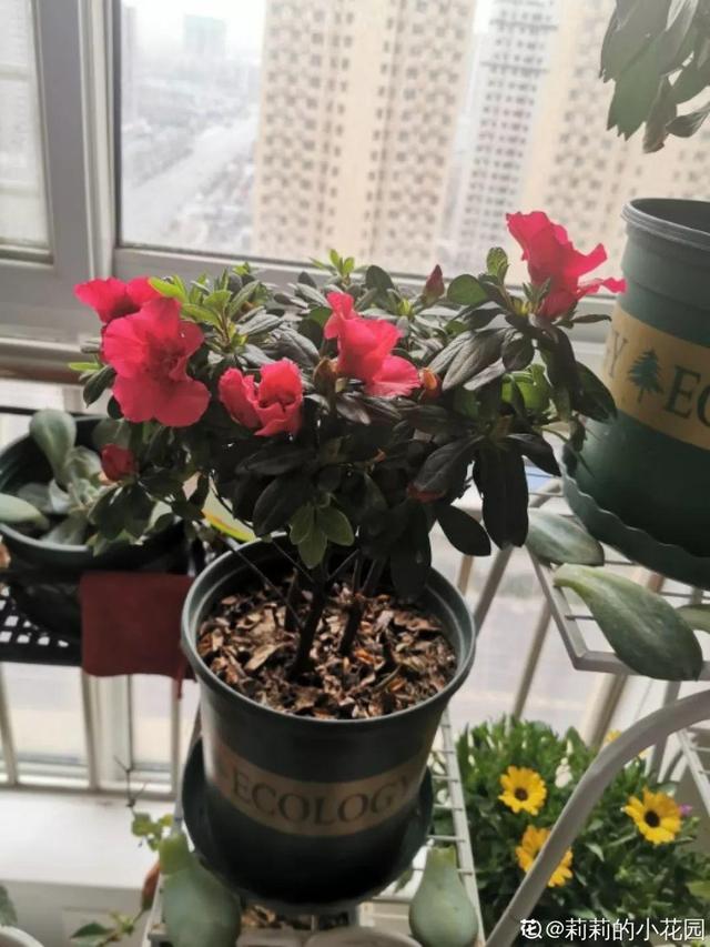 仙客来买回来没两天，叶子全都低下头，挖出来一看果然烂球了