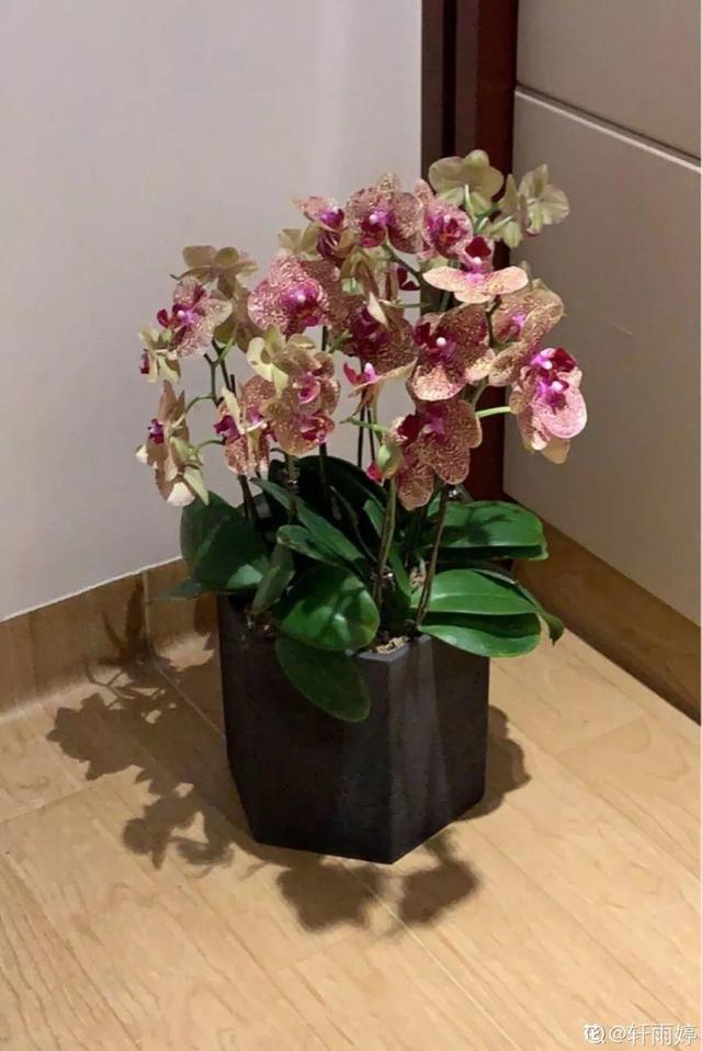 仙客来买回来没两天，叶子全都低下头，挖出来一看果然烂球了