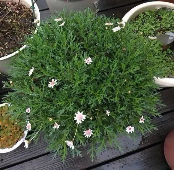 这花就要虐着养,一长高就剪,能开大半年 这花就要虐着养,一长高就剪,能开大半年