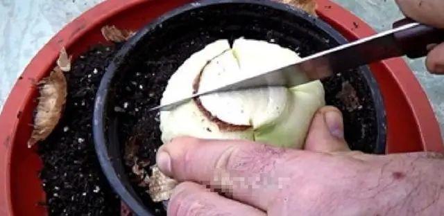 1个球切8块，丢土里就能冒芽，来年收获一大盆