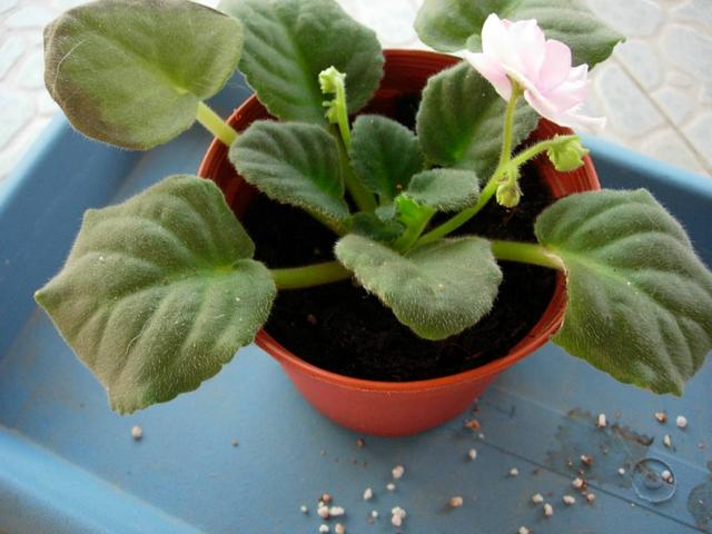 占地小、开花多，这花太好养了，还不用多晒太阳