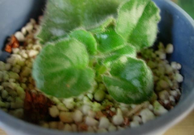 占地小、开花多，这花太好养了，还不用多晒太阳