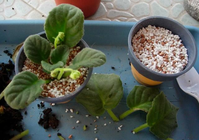 占地小、开花多，这花太好养了，还不用多晒太阳