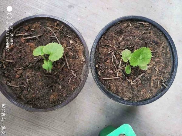 这花开完别剪,留个种最金贵,撒下能活一大片 这花开完别剪,留个种最金贵,撒下能活一大片