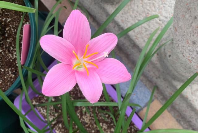 这花太能生了，一年挖出一麻袋，满院子都开花