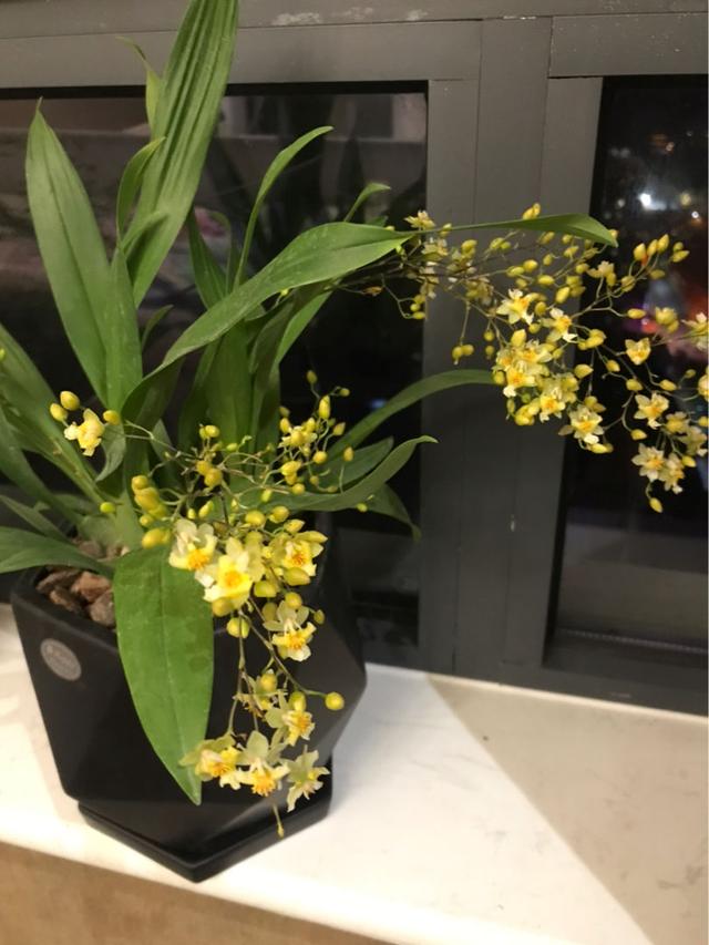 2种花，最适合懒人种，北阳台也能开爆盆