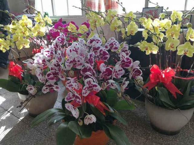 这花是耐阴花里的“小霸王”,好看好养,没光也能开爆盆 这花是耐阴花里的“小霸王”,好看好养,没光也能开爆盆