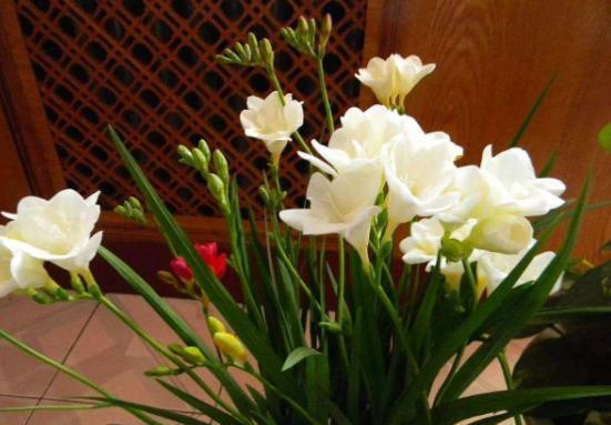 栽种一盆香雪兰，开花艳丽，一开花满屋飘香，新手都能养爆盆