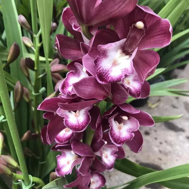 这花是耐阴花里的“小霸王”,好看好养,没光也能开爆盆 这花是耐阴花里的“小霸王”,好看好养,没光也能开爆盆