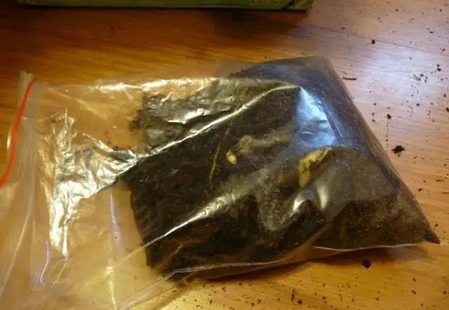 1个球切8块，丢土里就能冒芽，来年收获一大盆