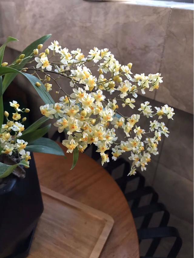 这花是耐阴花里的“小霸王”,好看好养,没光也能开爆盆 这花是耐阴花里的“小霸王”,好看好养,没光也能开爆盆