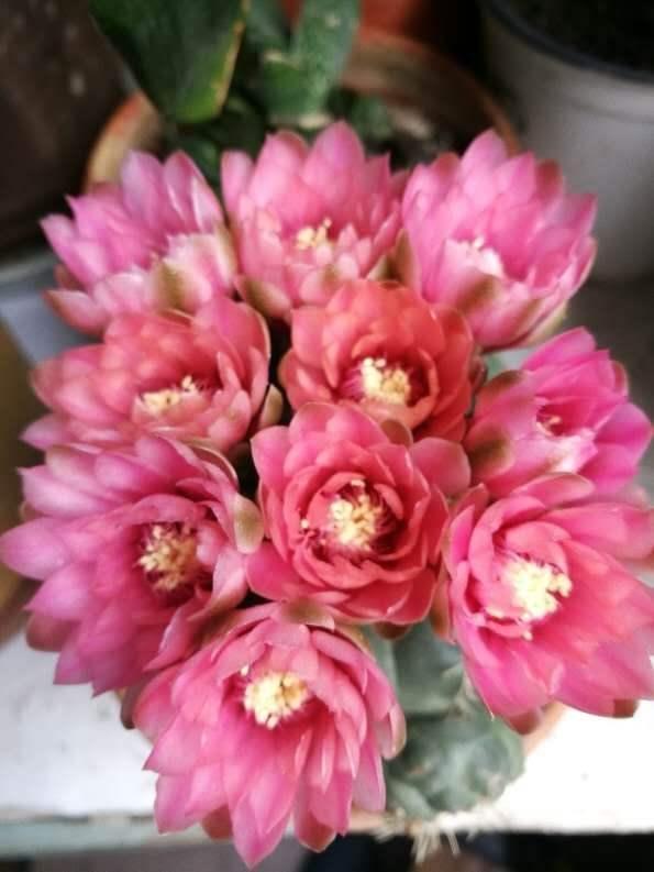 这花邻居养了三年都没开,放那没管竟开花,原来问题出在这 这花邻居养了三年都没开,放那没管竟开花,原来问题出在这