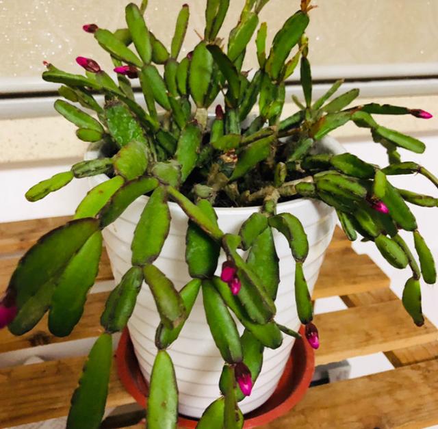 养了2年的花，一直没开，老花农一看就知道买错了