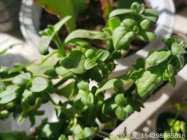 1个球切8块，丢土里就能冒芽，来年收获一大盆