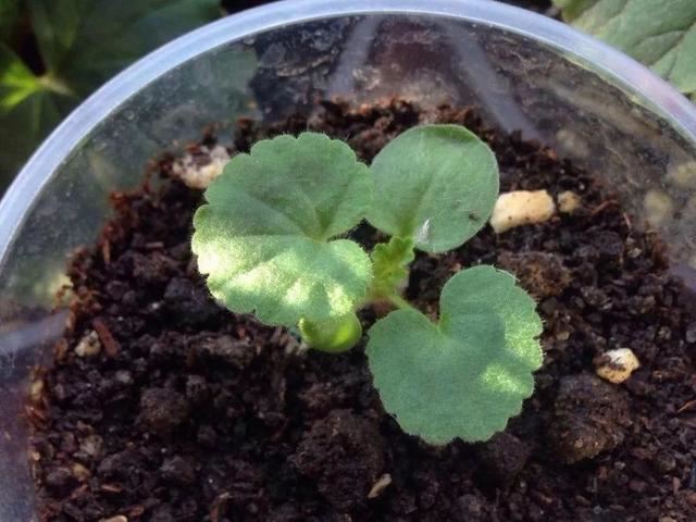 这花开完别剪,留个种最金贵,撒下能活一大片 这花开完别剪,留个种最金贵,撒下能活一大片