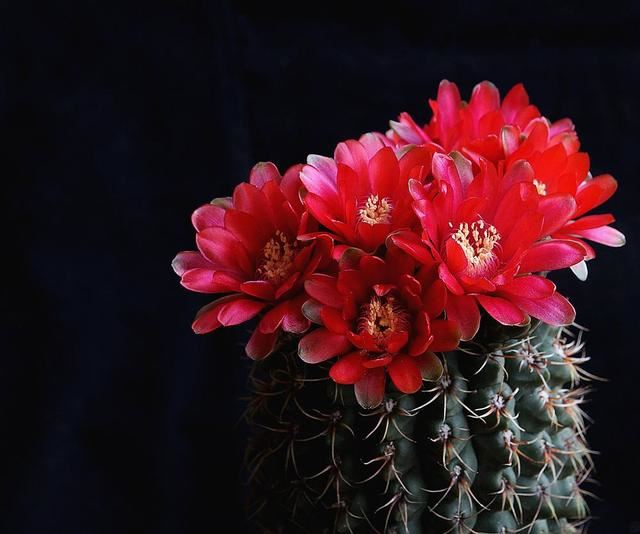 这些花喜欢沙土，花盆里放沙土，开花更多